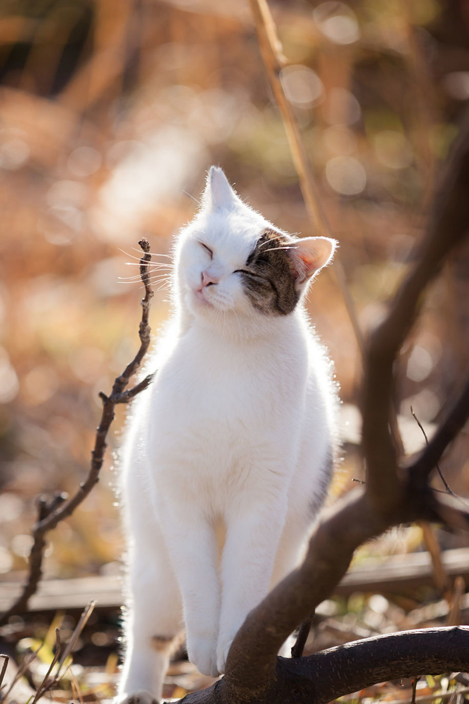 12 photos of cats Japanese Seiji Mamiya 06