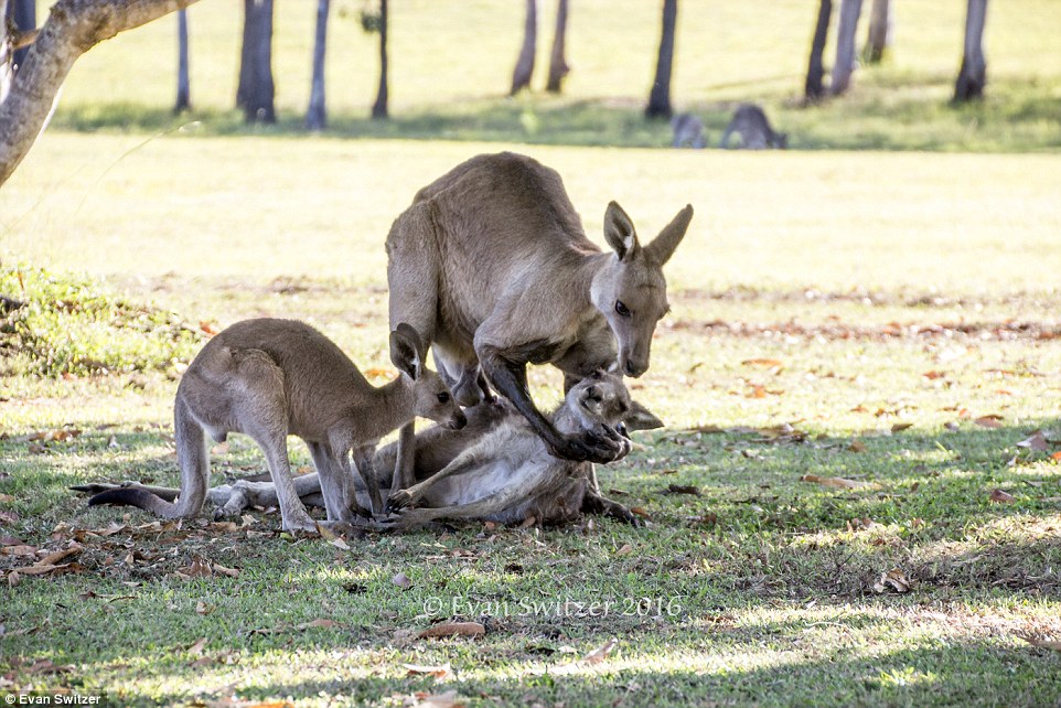 A heartbreaking scene with a family of kangaroos 04