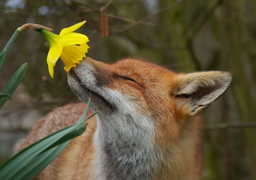 Adorable photos of animals who sniff flowers 03