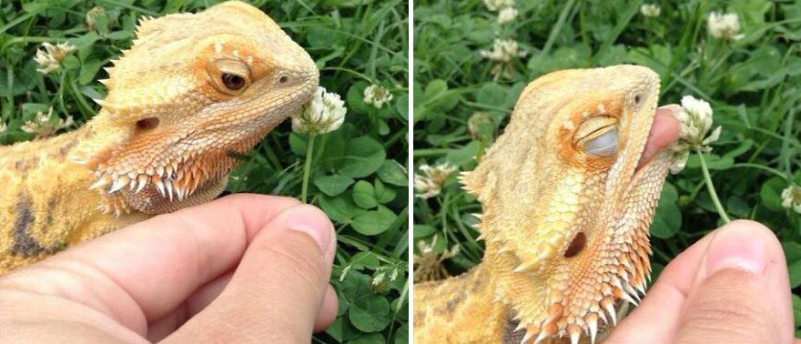 Adorable photos of animals who sniff flowers 07