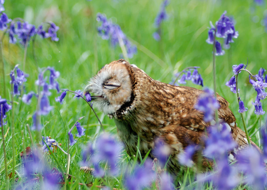 Adorable photos of animals who sniff flowers 09