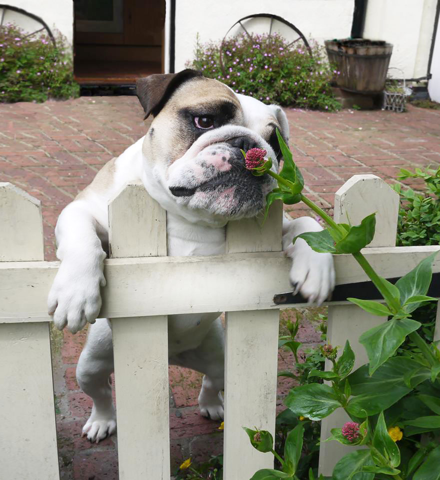 Adorable photos of animals who sniff flowers 13