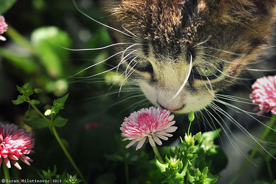 Adorable photos of animals who sniff flowers 22
