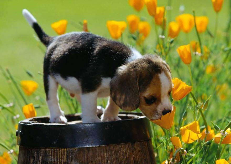 Adorable photos of animals who sniff flowers 27