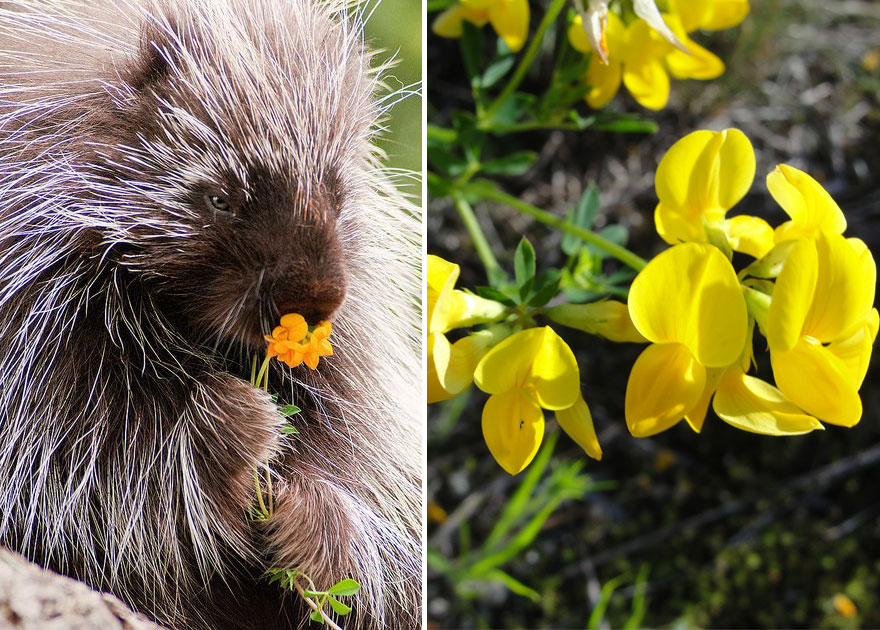 Adorable photos of animals who sniff flowers 28