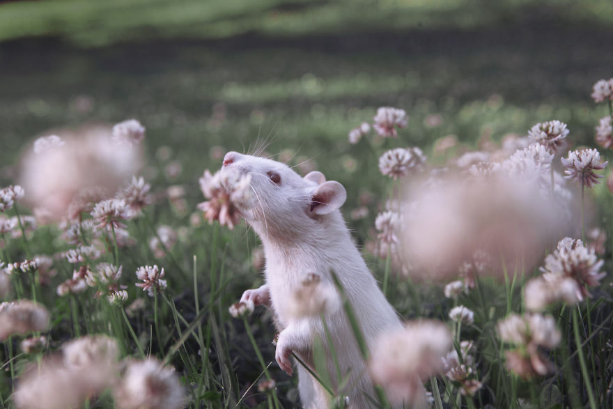 Adorable photos of animals who sniff flowers 44