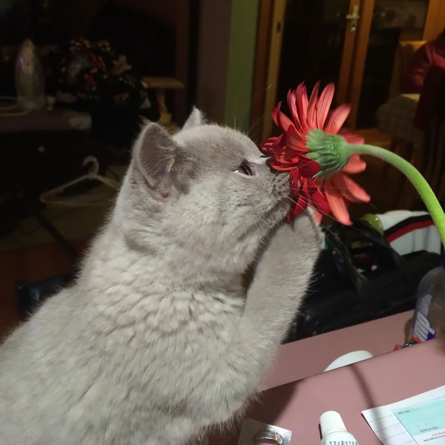 Adorable photos of animals who sniff flowers 46
