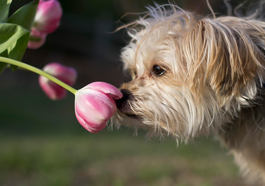 Adorable photos of animals who sniff flowers 51