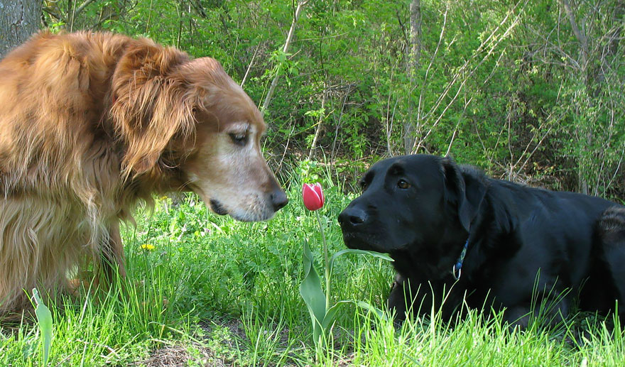 Adorable photos of animals who sniff flowers 55