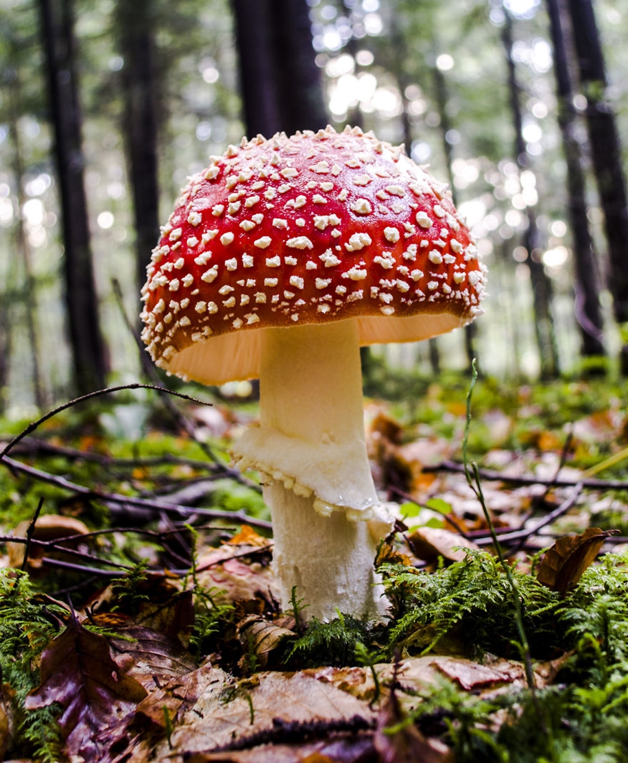 Beautiful pictures of mushrooms 02