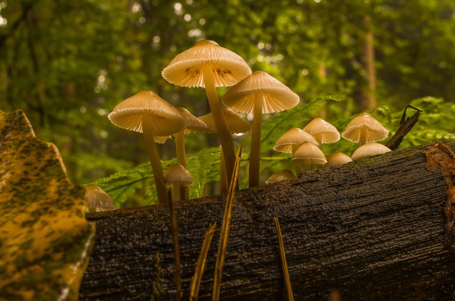 Beautiful pictures of mushrooms 06