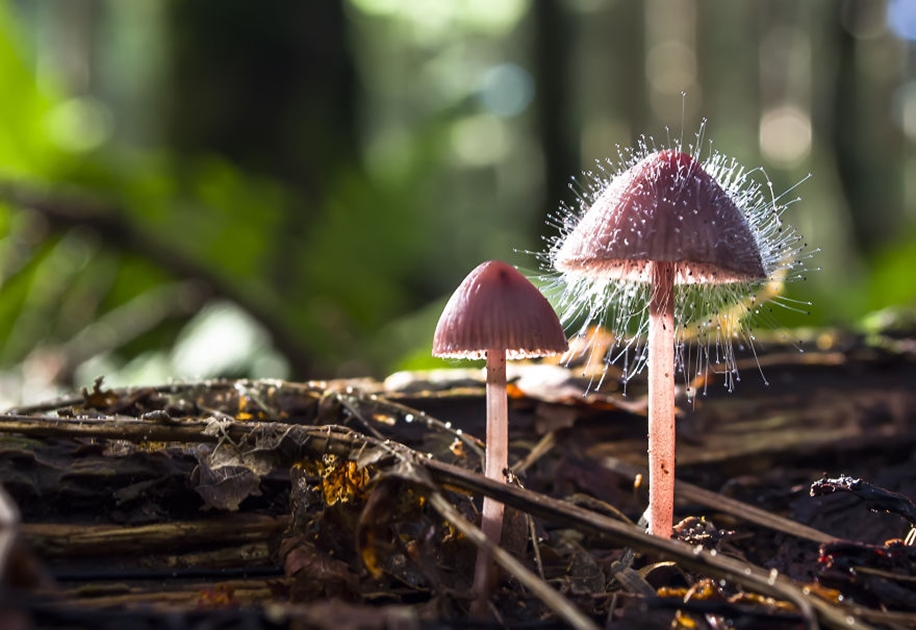 Beautiful pictures of mushrooms 07