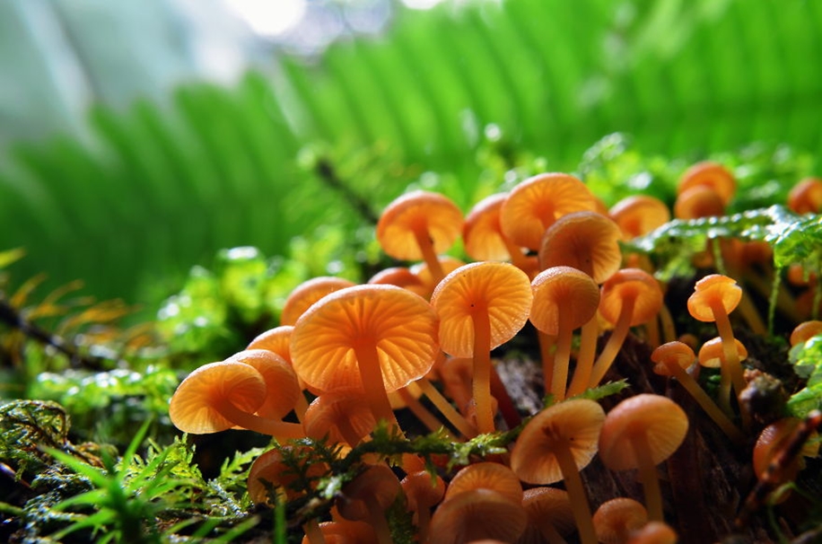 Beautiful pictures of mushrooms 09