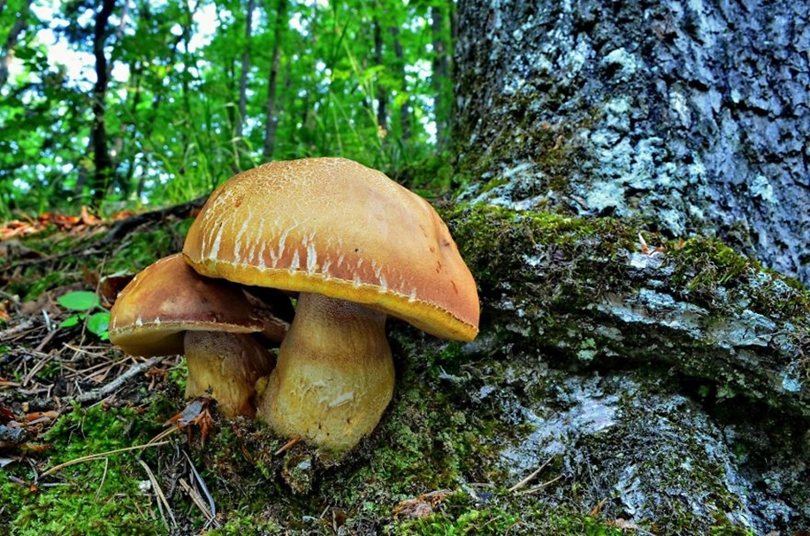 Beautiful pictures of mushrooms 10