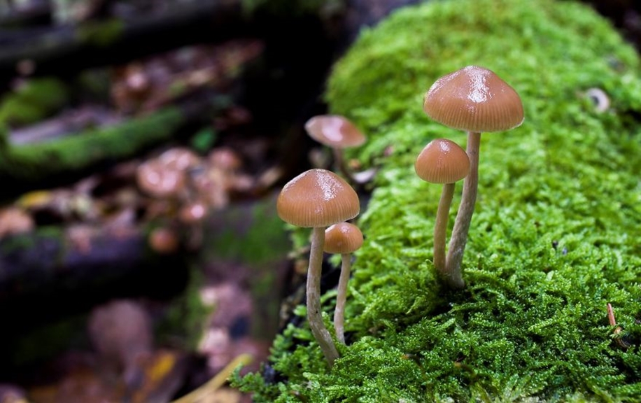 Beautiful pictures of mushrooms 11