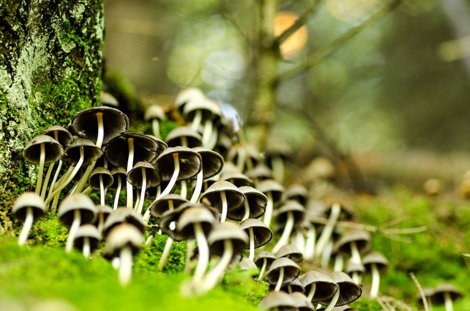 Beautiful pictures of mushrooms 13