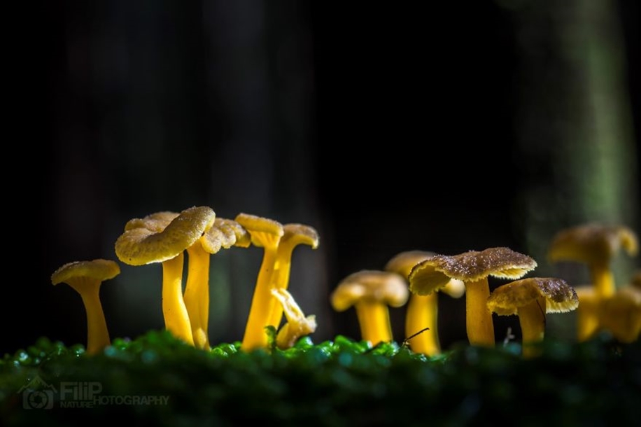 Beautiful pictures of mushrooms 15