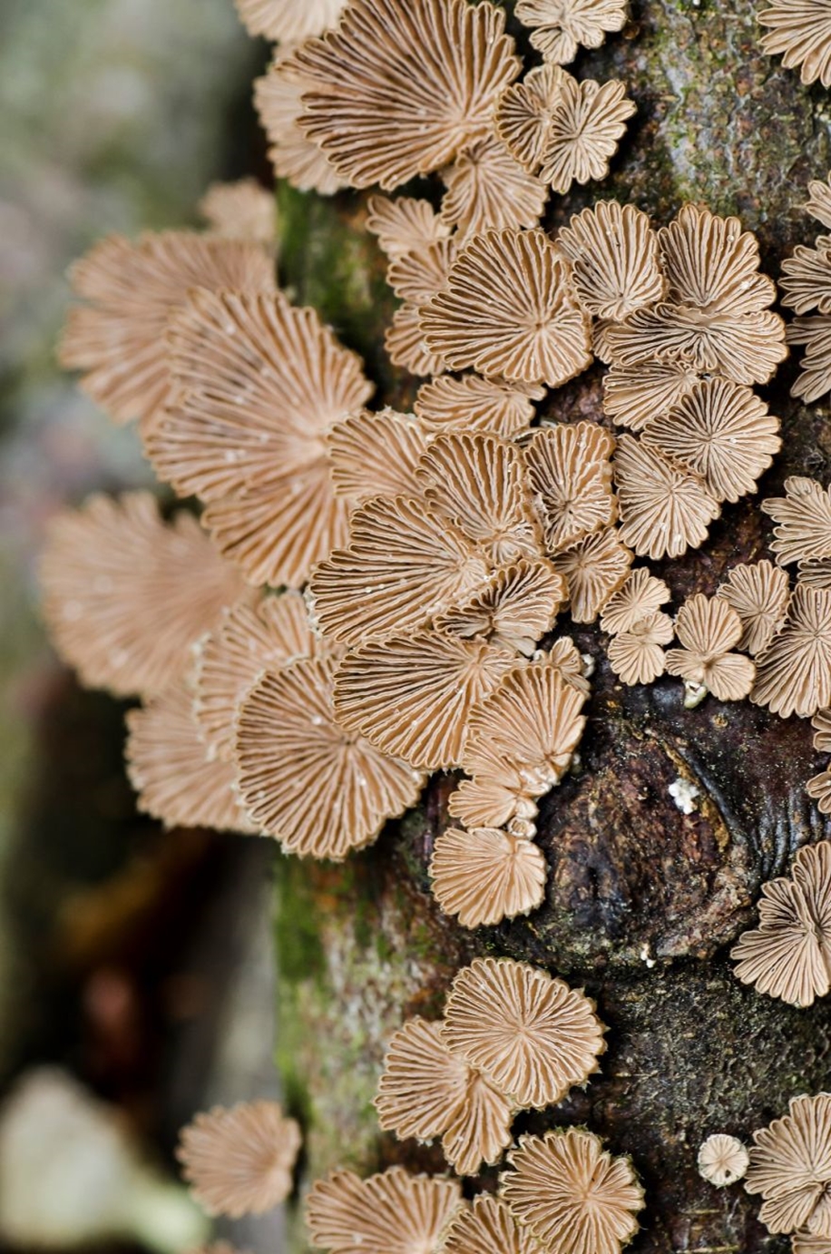 Beautiful pictures of mushrooms 18