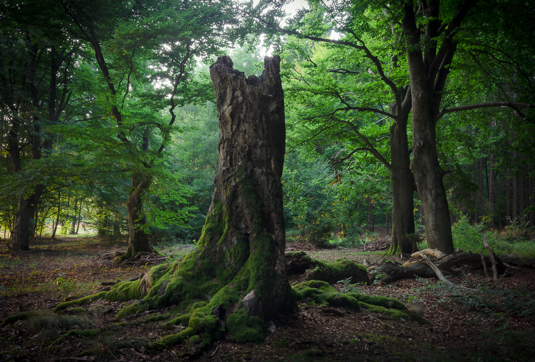 Forests by Alex Wesche 17