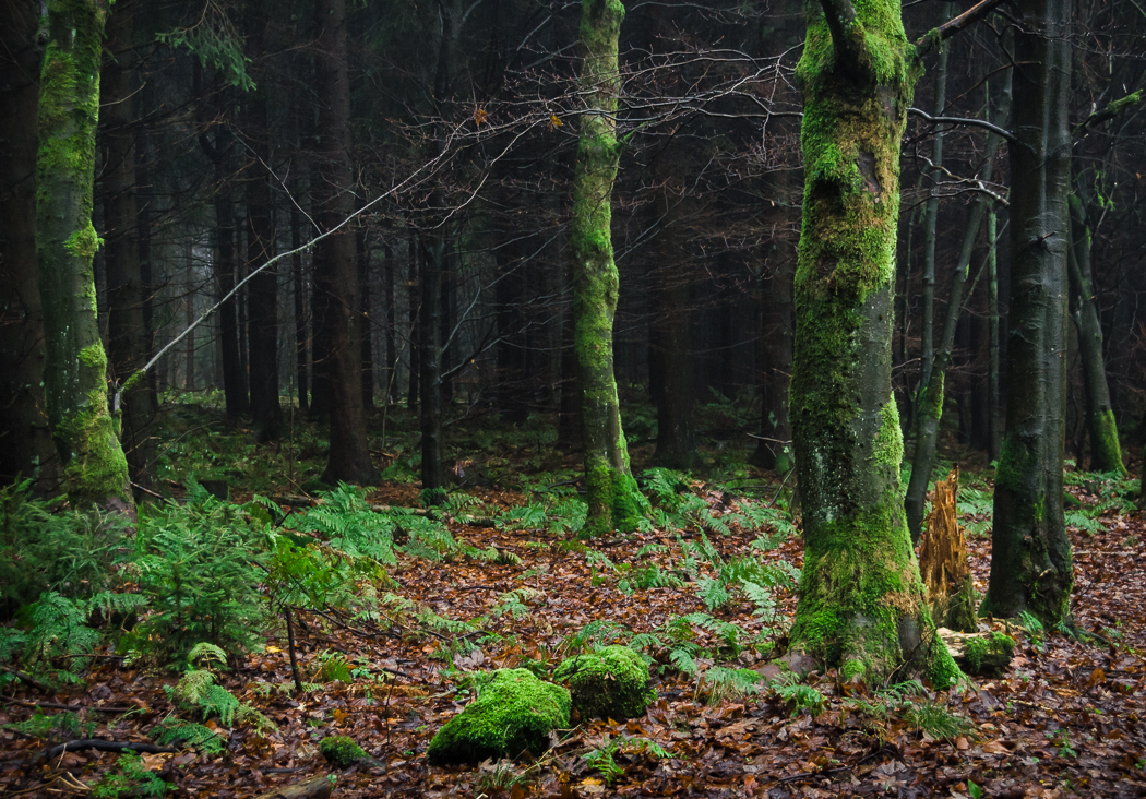 Forests by Alex Wesche 22
