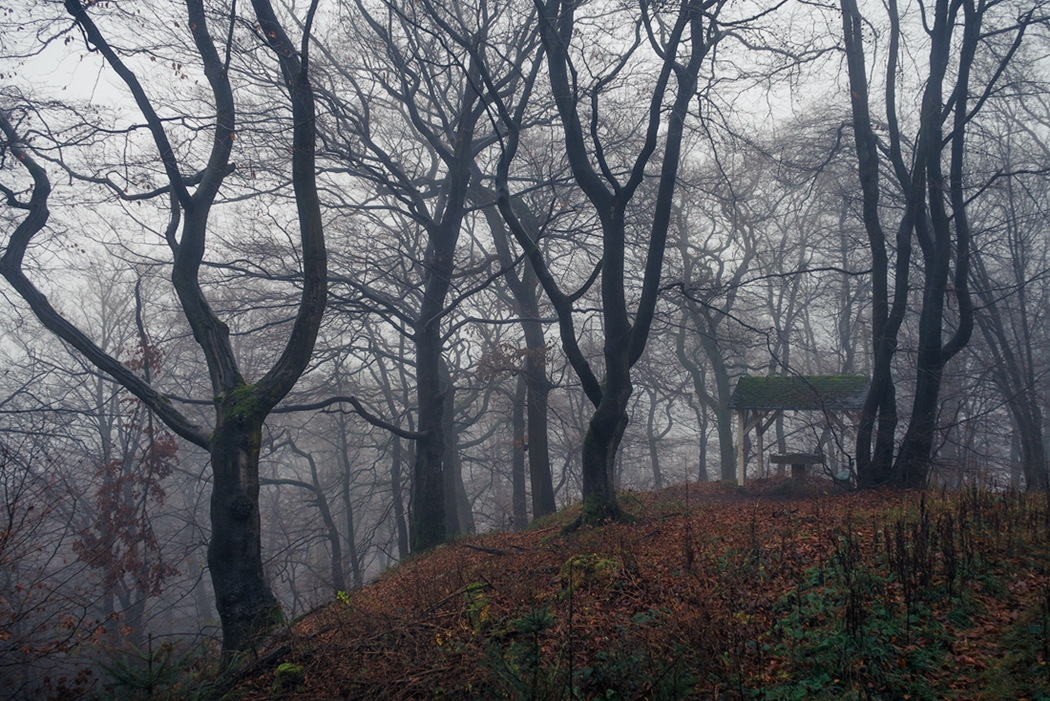 Forests by Alex Wesche 24