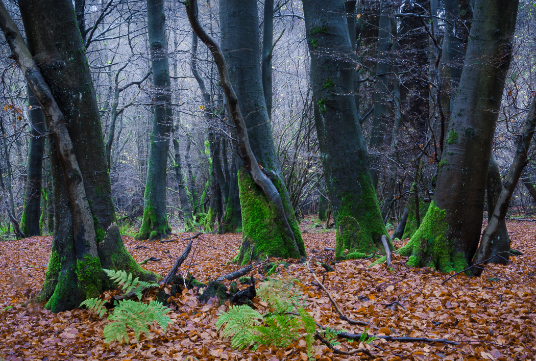 Forests by Alex Wesche 25