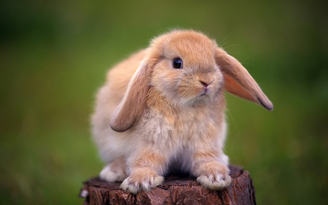 Funny and cute rabbits 14.