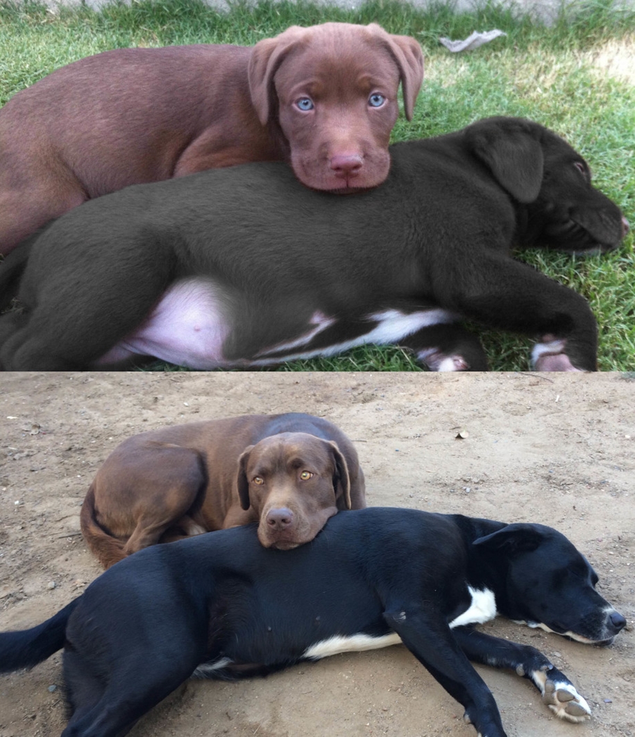 Little puppies, which eventually turned into big dogs 07