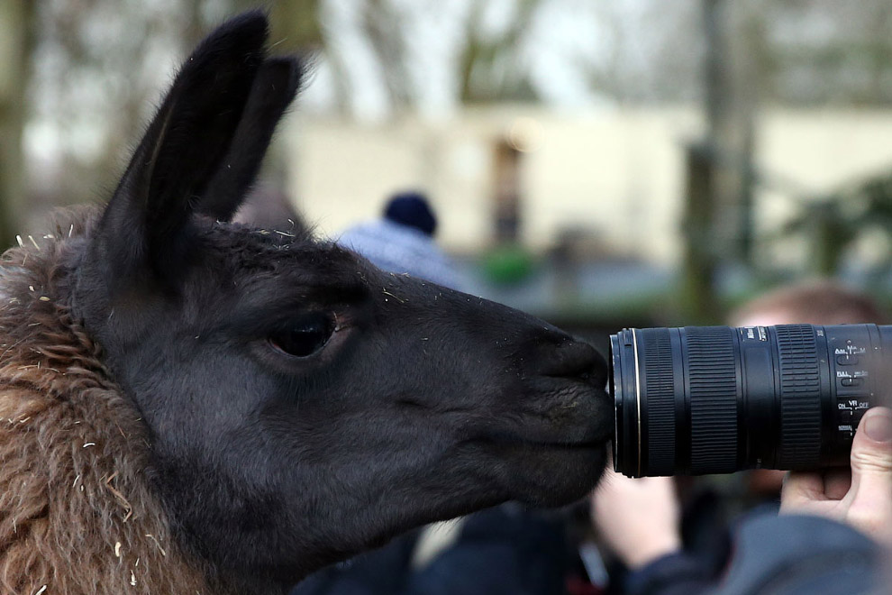 London Zoo Begins annual Animal Census 16