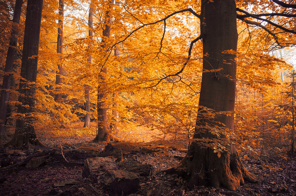Mysterious and fascinating forest photographs by Heiko Gerlicher 05