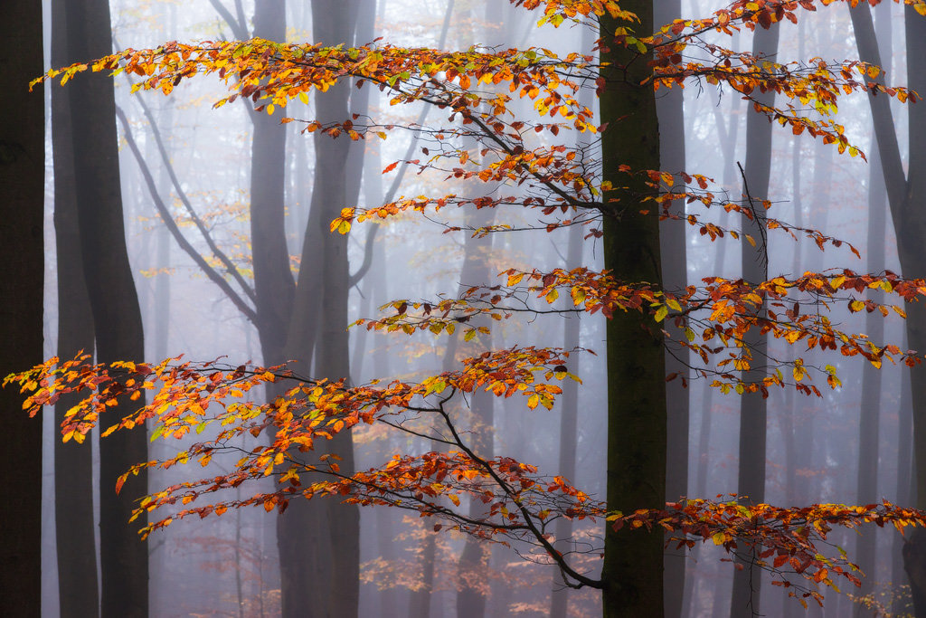 Mysterious and fascinating forest photographs by Heiko Gerlicher 12