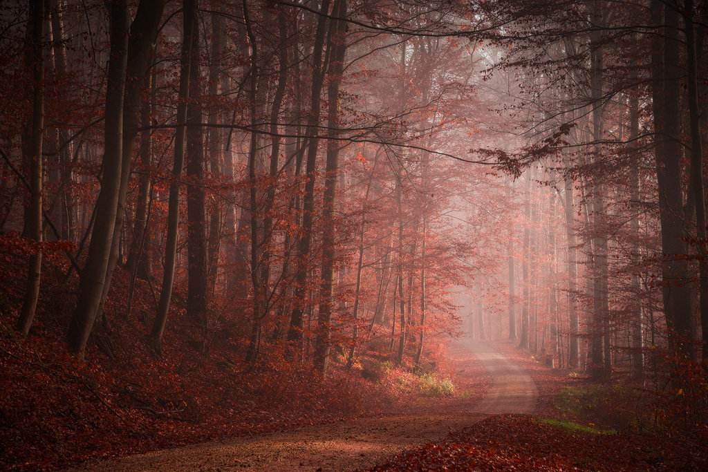 Mysterious and fascinating forest photographs by Heiko Gerlicher 14