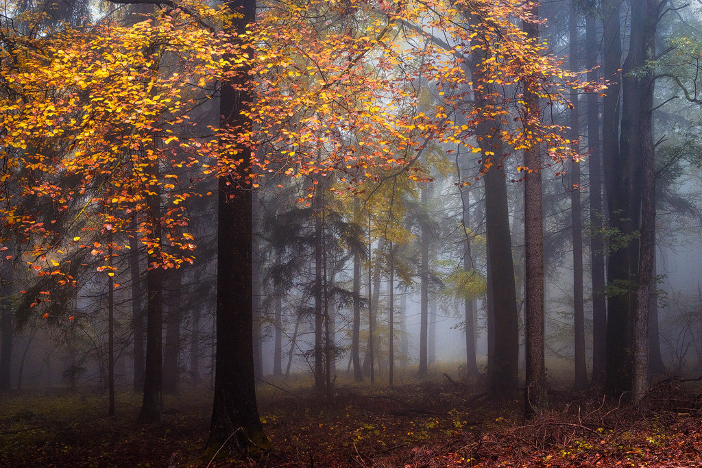 Mysterious and fascinating forest photographs by Heiko Gerlicher 26