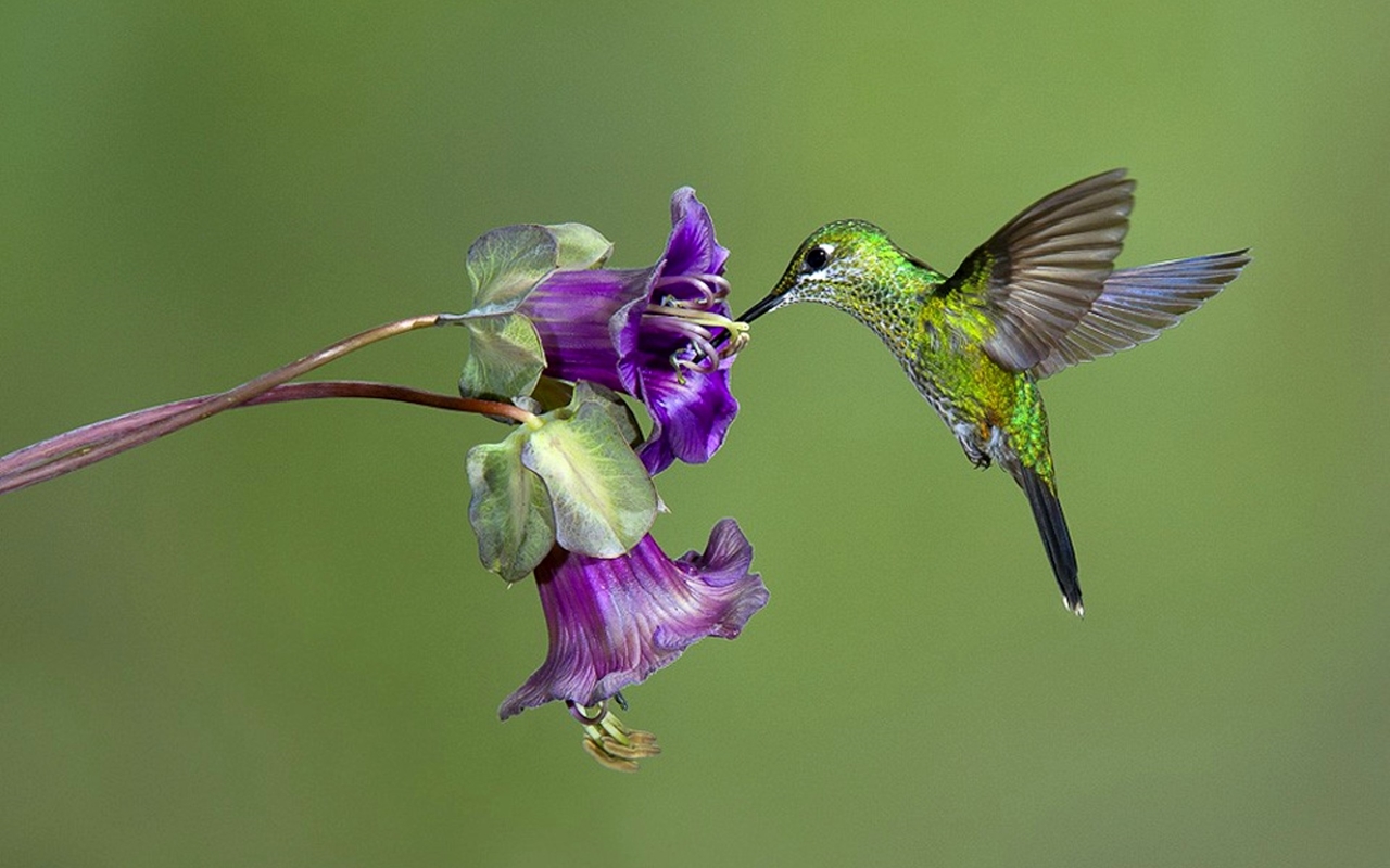 Photos of Hummingbird 03