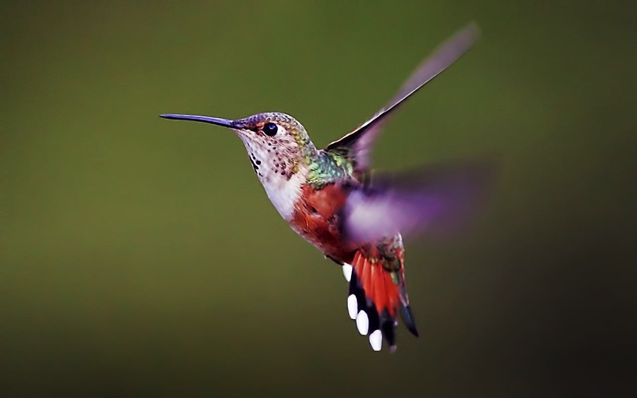 Photos of Hummingbird 12