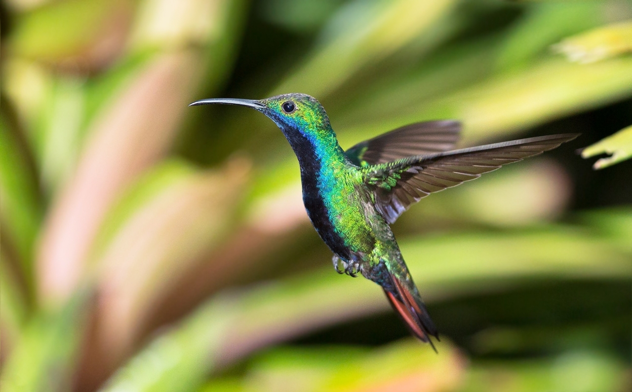 Photos of Hummingbird 16