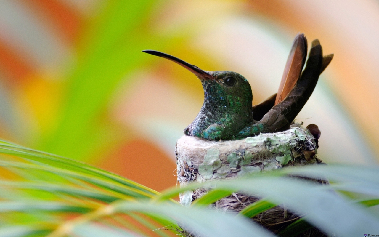 Photos of Hummingbird 22
