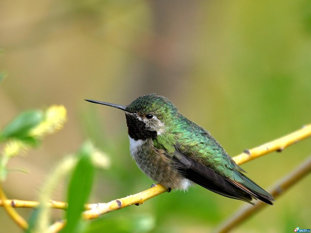 Photos of Hummingbird 25