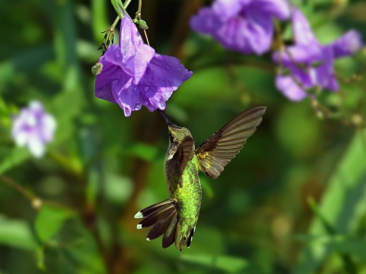 Photos of Hummingbird 28