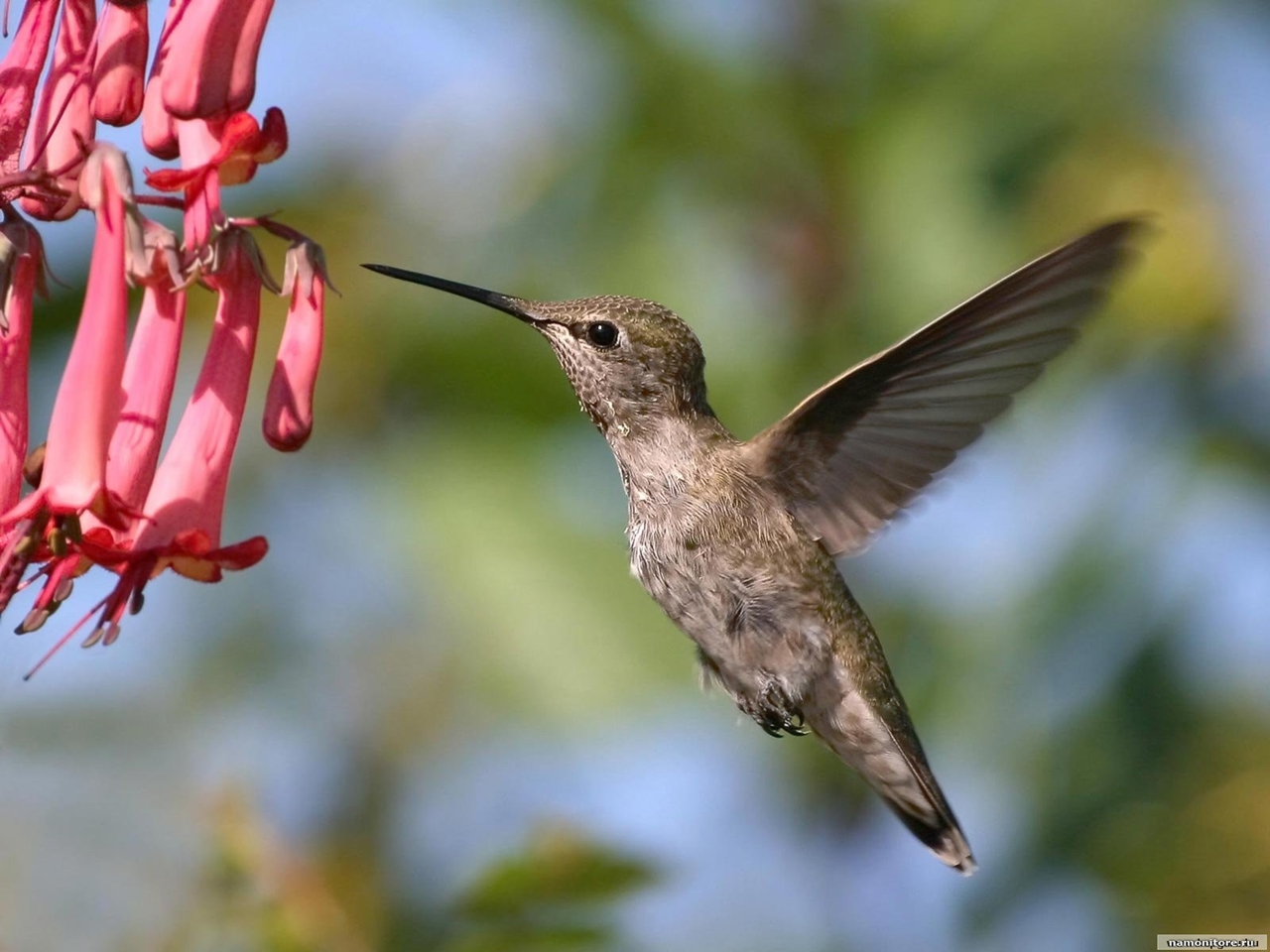 Photos of Hummingbird 29