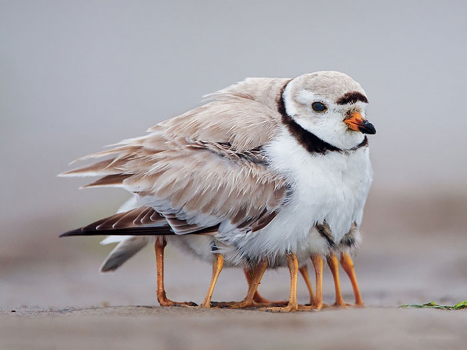 Pictures of birds who care about their kids 04