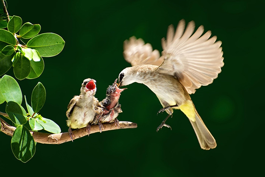 Pictures of birds who care about their kids 11
