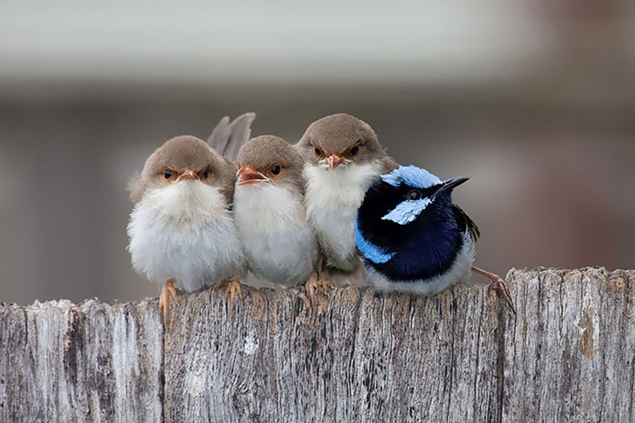 Pictures of birds who care about their kids 16