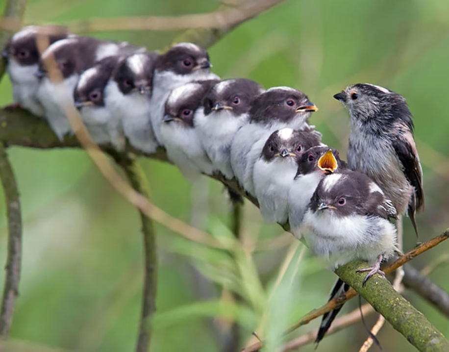 Pictures of birds who care about their kids 24