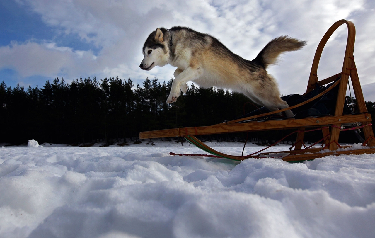 Sled dog race in Aviemore 11