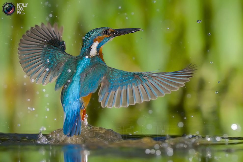 Stunning footage of catching fish by Kingfisher 20