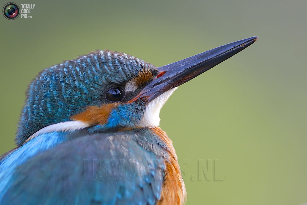 Stunning footage of catching fish by Kingfisher 25