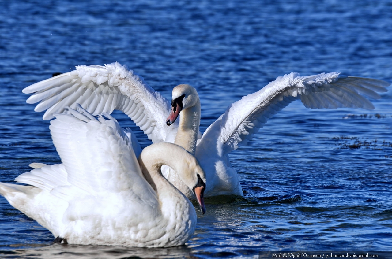 Swan song of Sevastopol 01