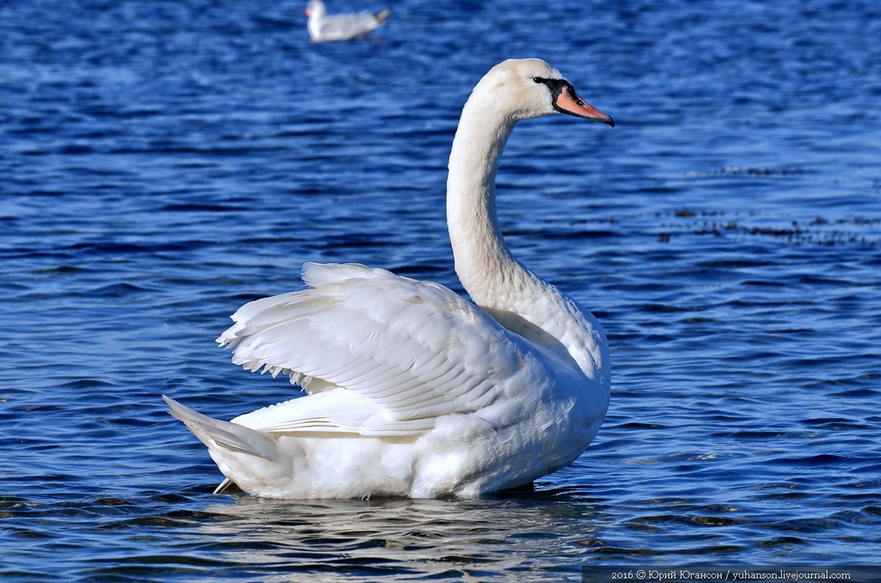 Swan song of Sevastopol 02