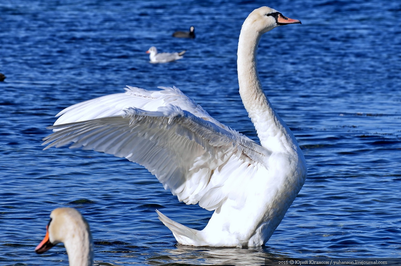 Swan song of Sevastopol 03